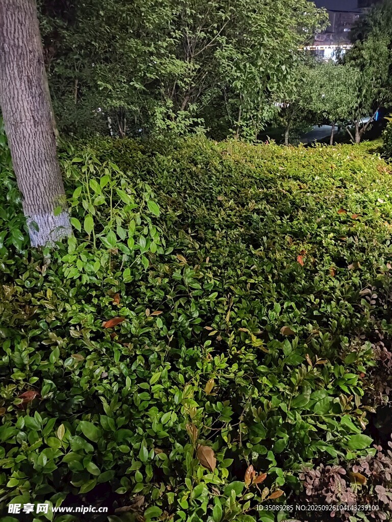 綠意盎然的灌木叢景觀
