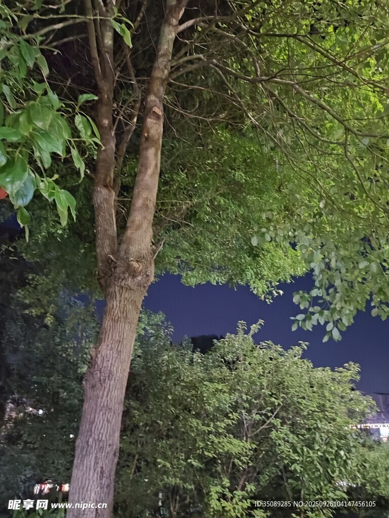 夜晚樹林中的樹木景觀