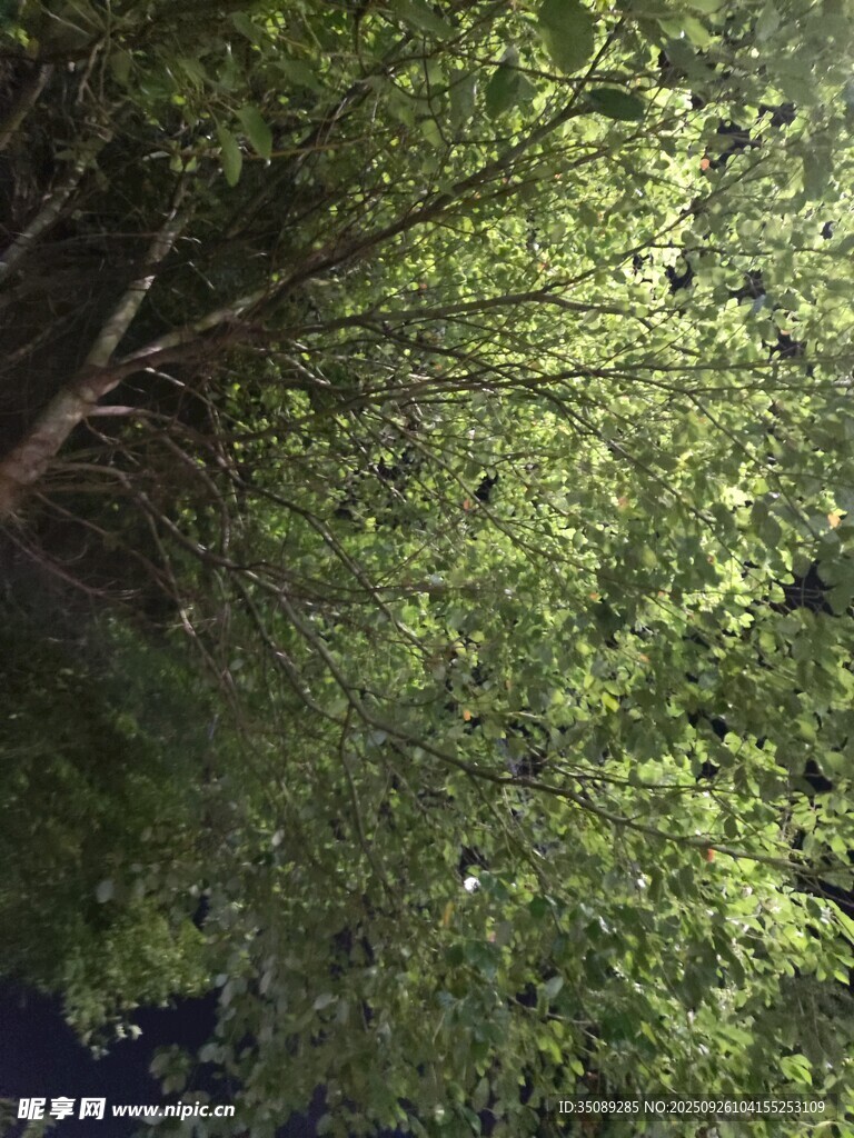 茂密樹林綠意盎然