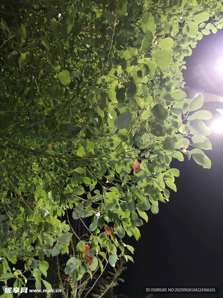 夜幕下繁茂綠植與微光