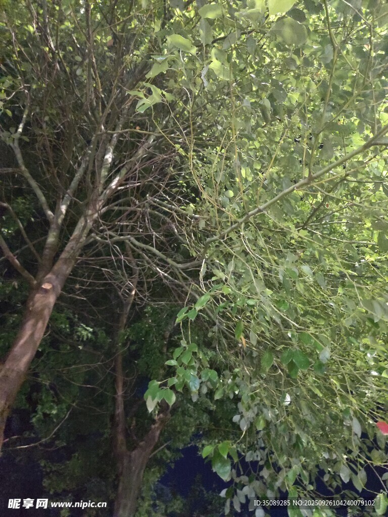 茂密樹林中的繁茂枝葉