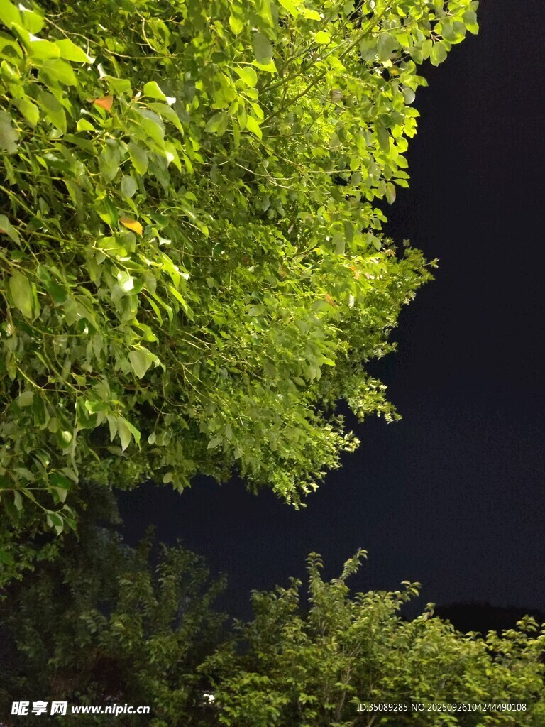 夜幕下的蔥郁綠樹
