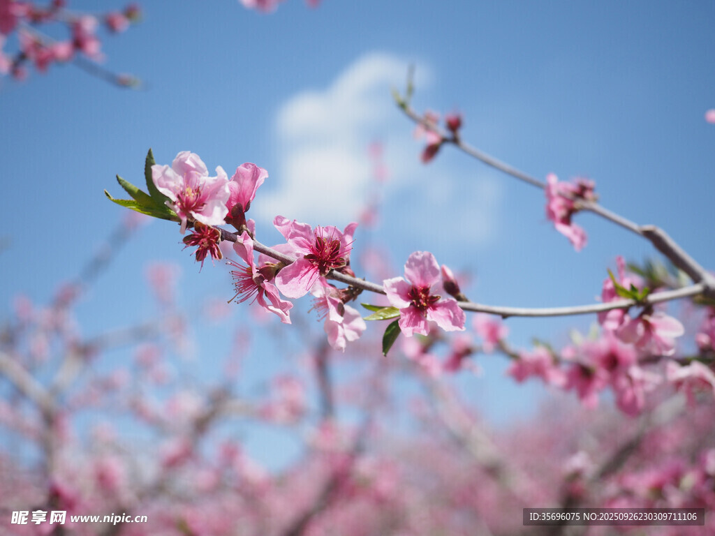 桃花