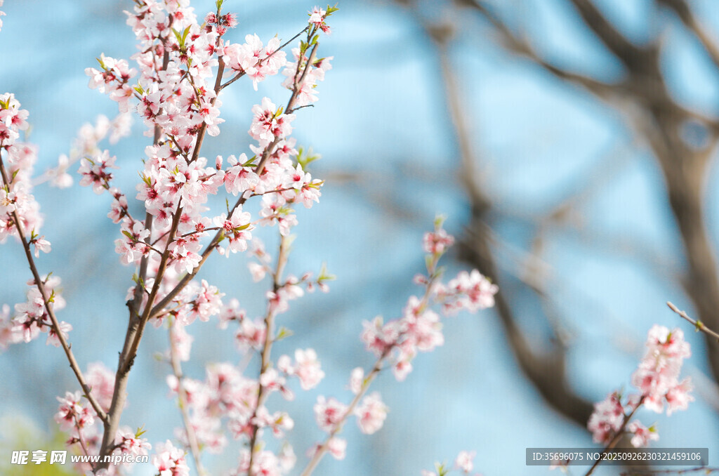 桃花