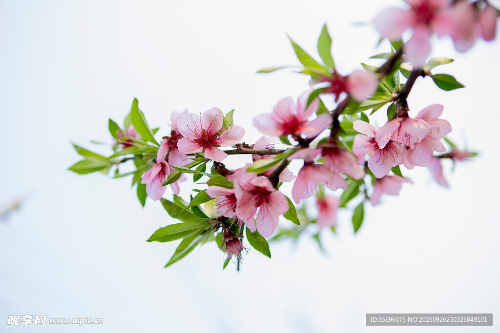 桃花