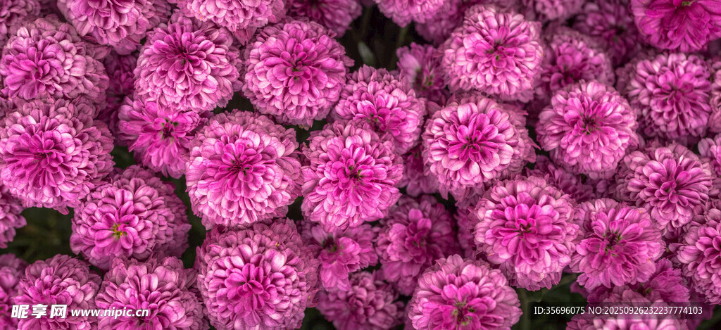 艷麗紫菊綻放