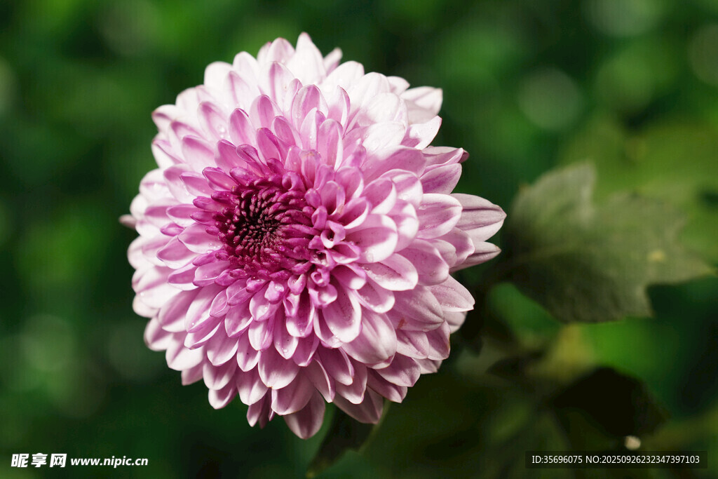 粉色菊花特寫
