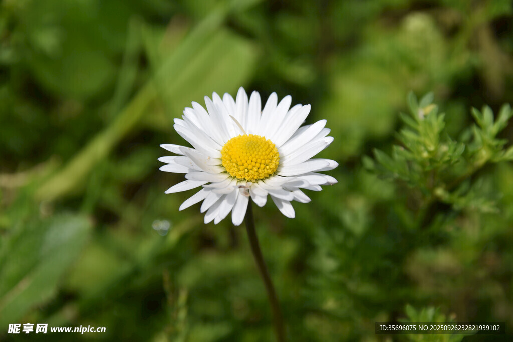 白色雛菊綻放于綠野間