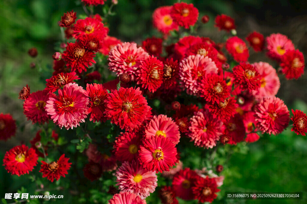 鮮艷紅花朵綻放生機(jī)