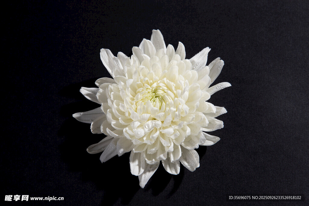白色菊花特寫