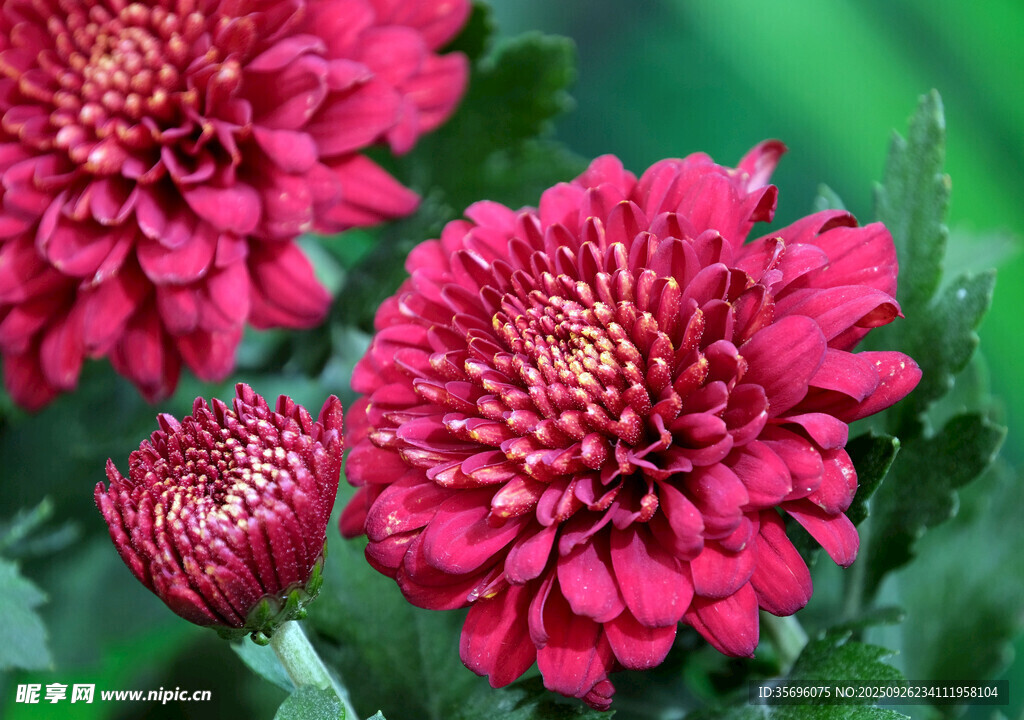艷麗紅菊花綻放