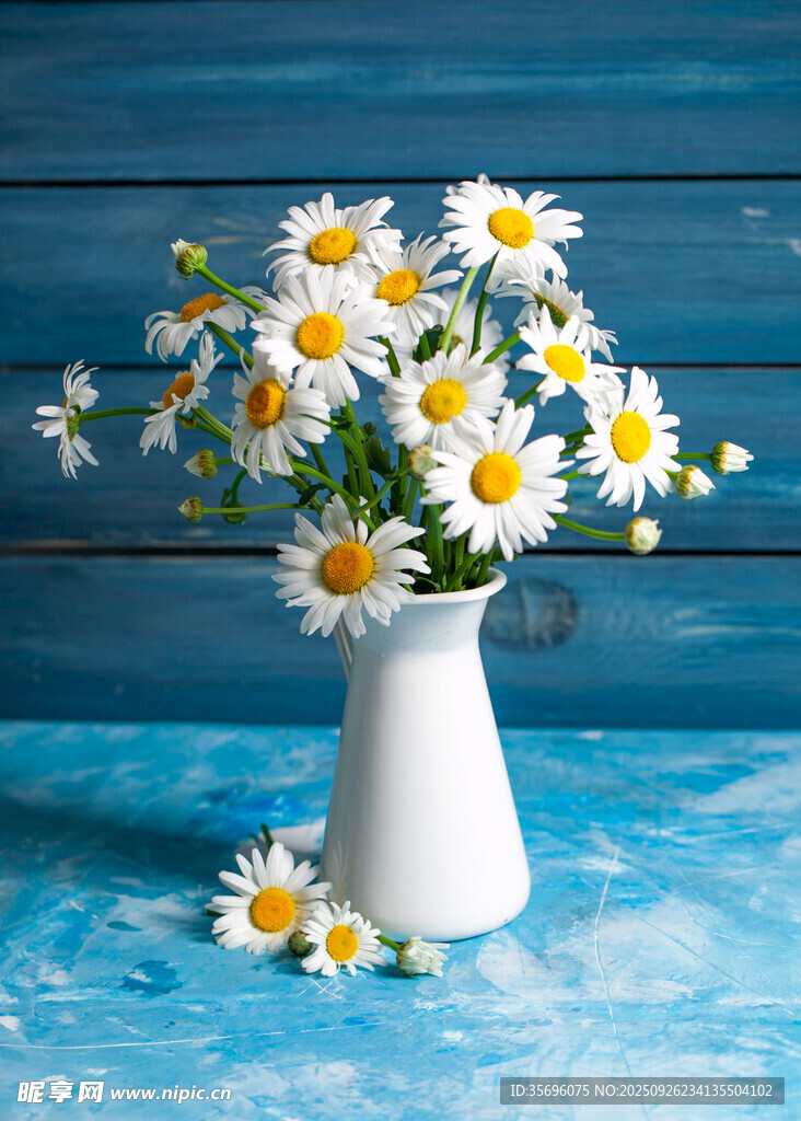 藍(lán)背景白花瓶中的雛菊花束