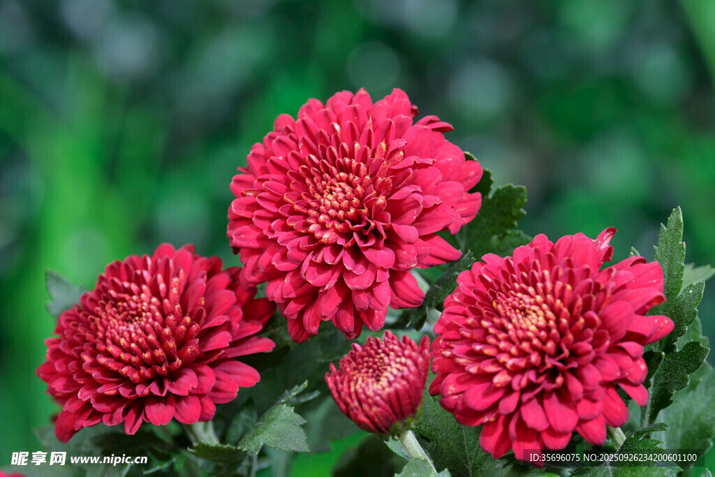 三朵艷麗紅色菊花綻放