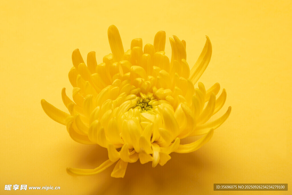 黃色菊花特寫