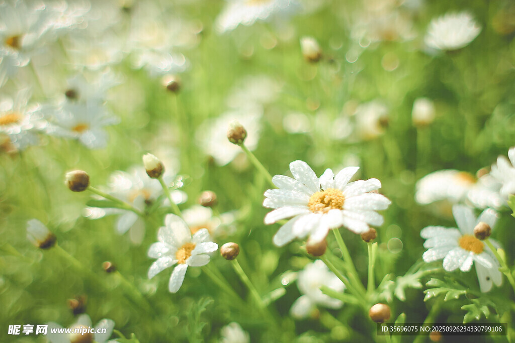 春日雛菊綻放的清新美景