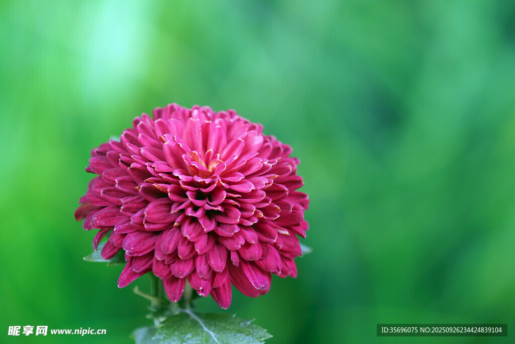 艷麗紅菊花特寫