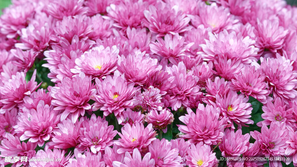 粉色菊花綻放