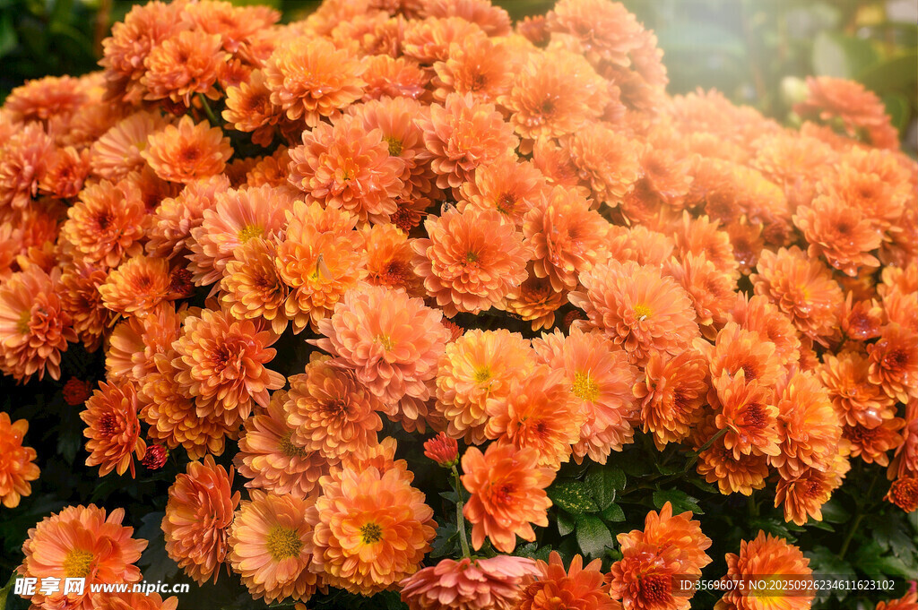 橙色菊花綻放