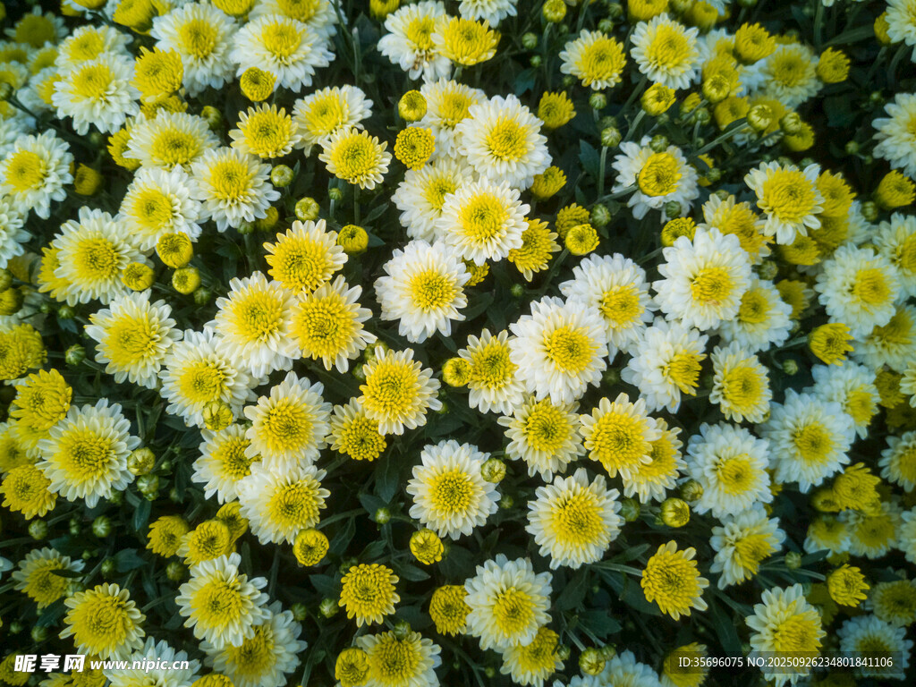 小雛菊花卉特寫