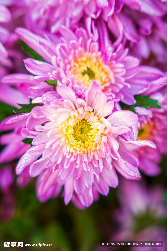 粉色菊花綻放