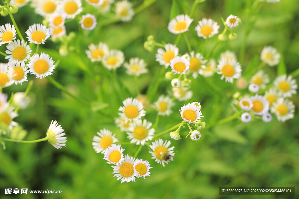 清新野菊花綻放綠意間