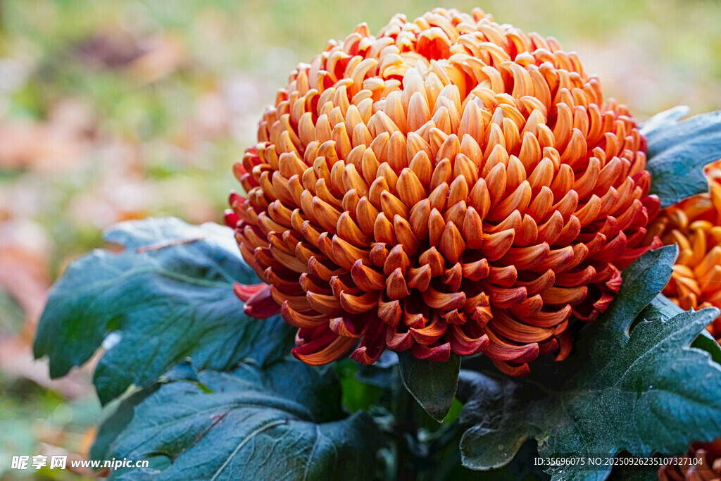 橙紅色菊花特寫