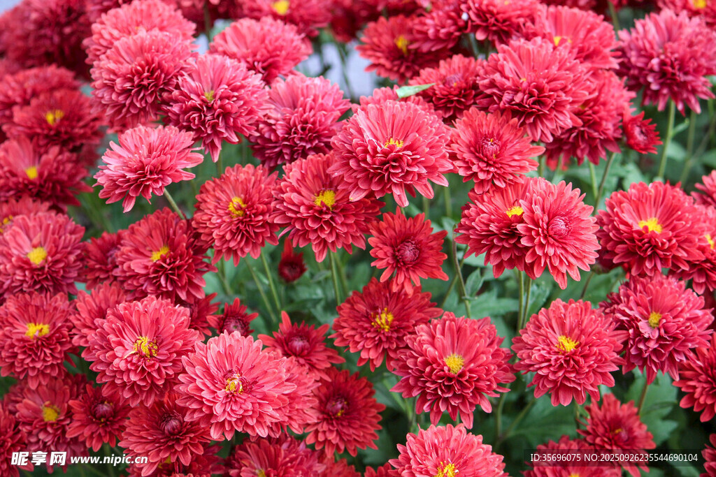 鮮艷紅菊花綻放