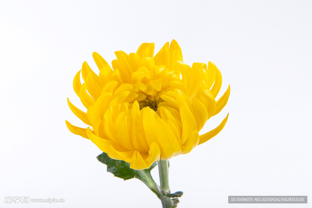 黃色單朵菊花特寫