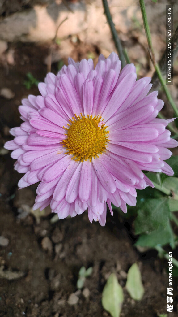 粉色雛菊特寫