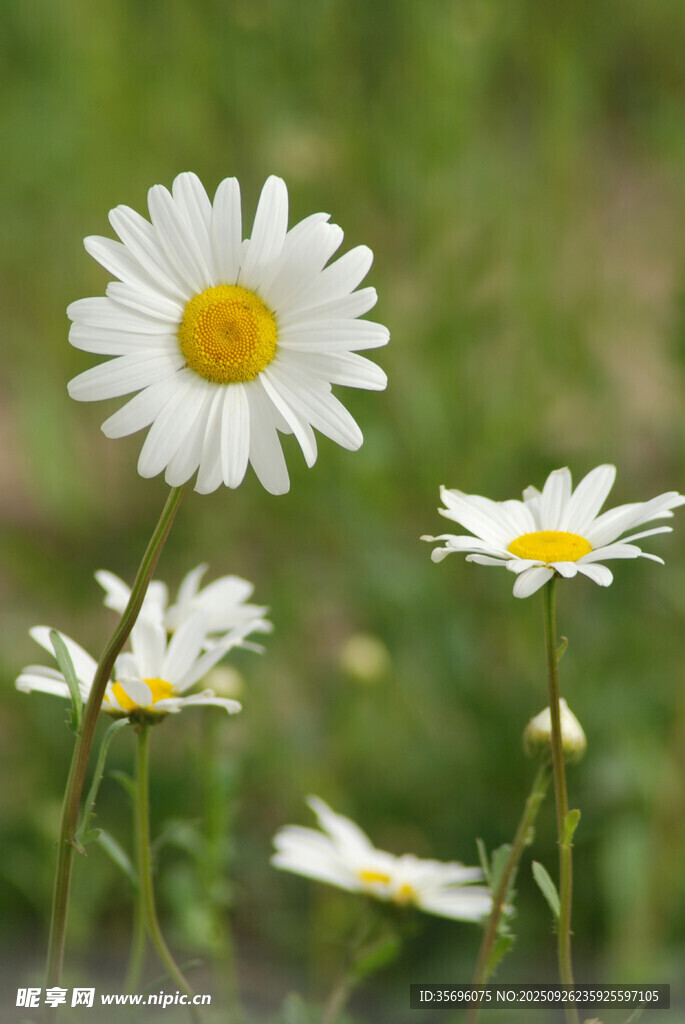 田野中的清新雛菊
