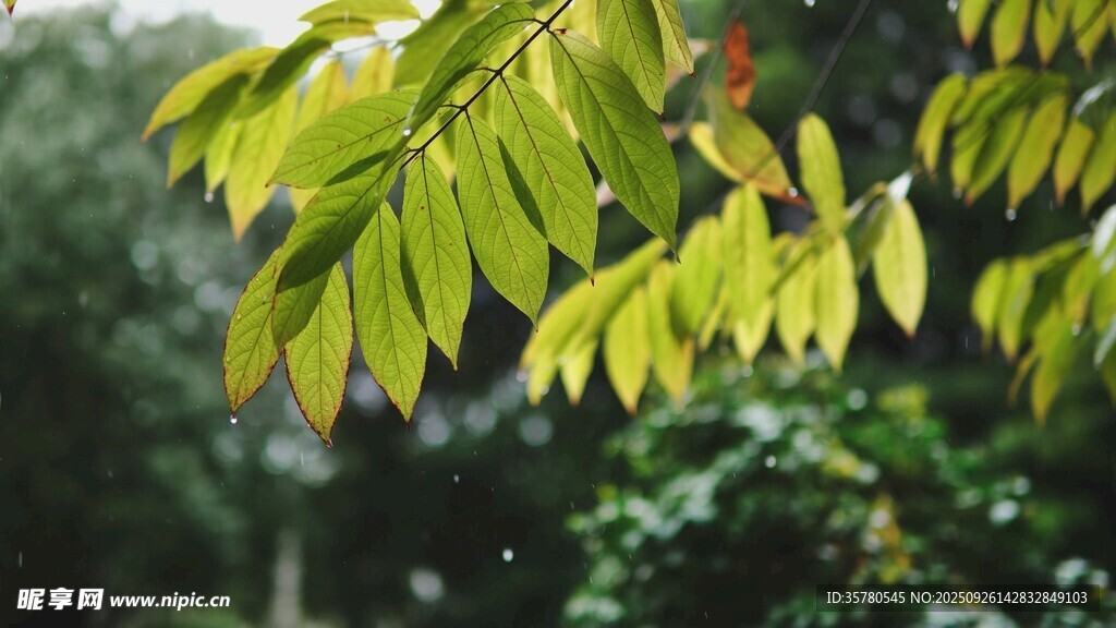 翠綠樹葉特寫