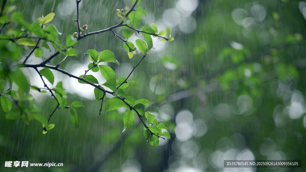 春雨雨滴視頻素材