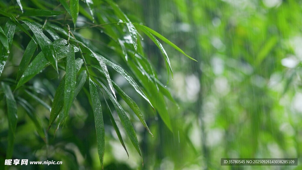 春雨雨滴視頻素材