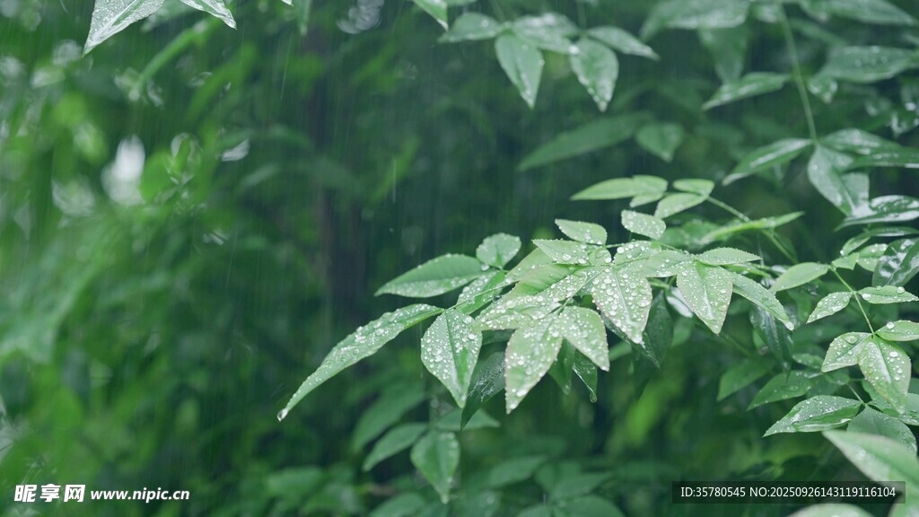 綠葉繁茂的植物特寫