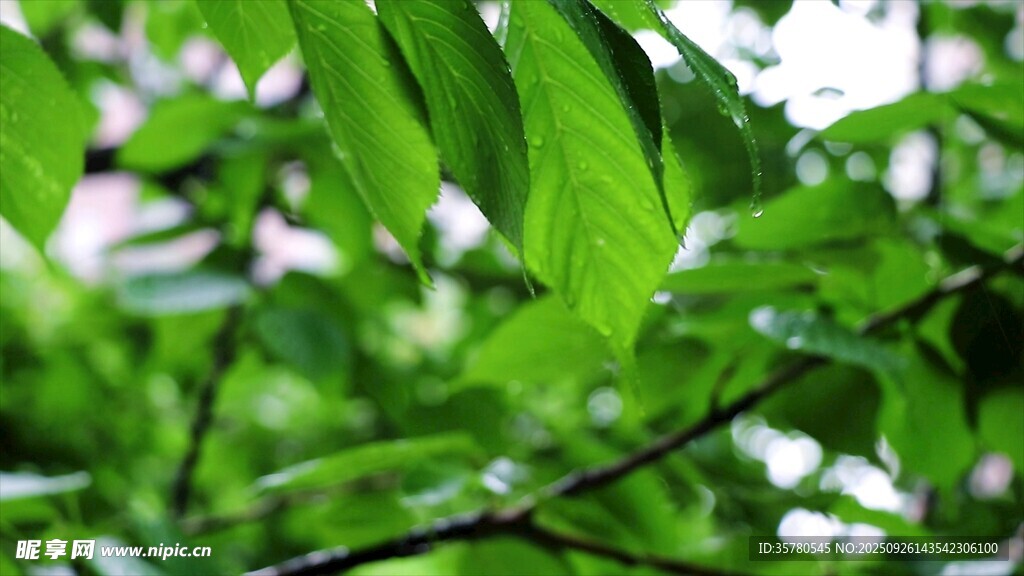 翠綠樹(shù)葉展現(xiàn)自然生機(jī)