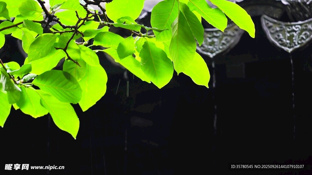 春雨雨滴視頻素材