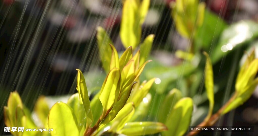 春雨雨滴視頻素材