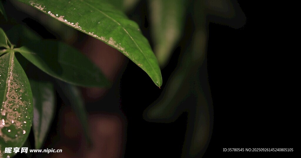 春雨雨滴視頻素材