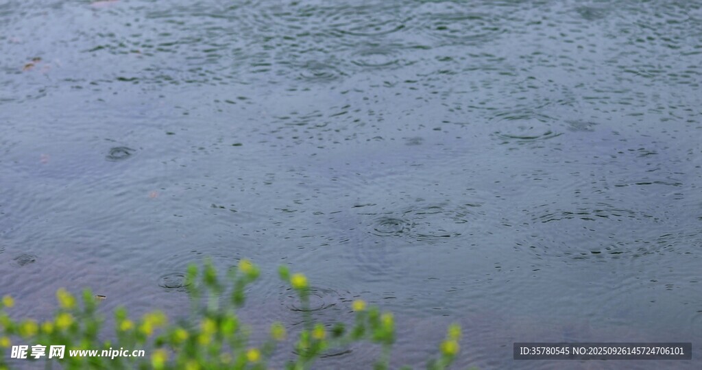 春雨雨滴視頻素材