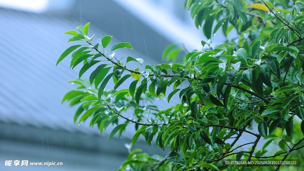綠葉繁茂的生機景象