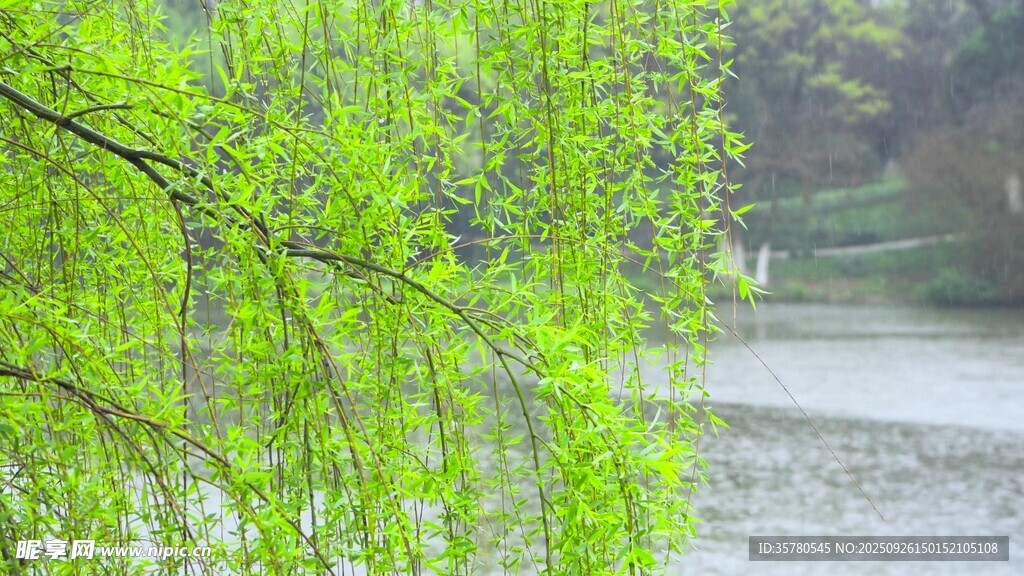 春雨雨滴視頻素材