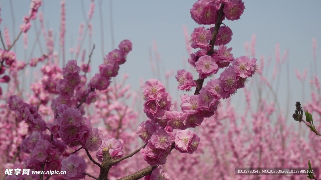 春日爛漫桃花綻放