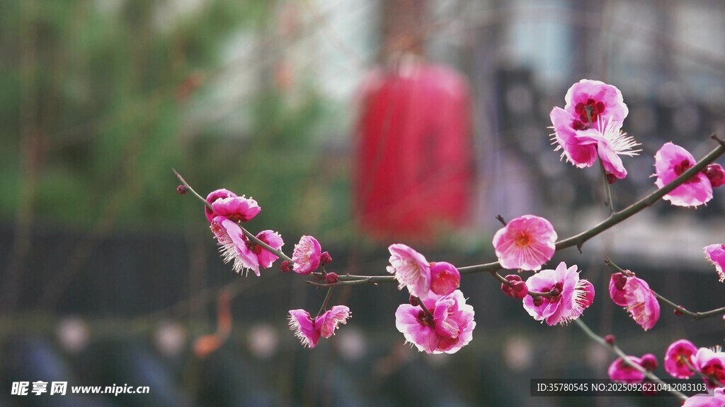 枝頭綻放的嬌艷粉色花朵
