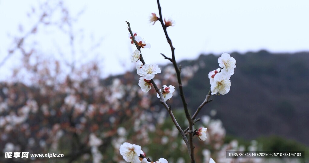 枝頭綻放的潔白花朵