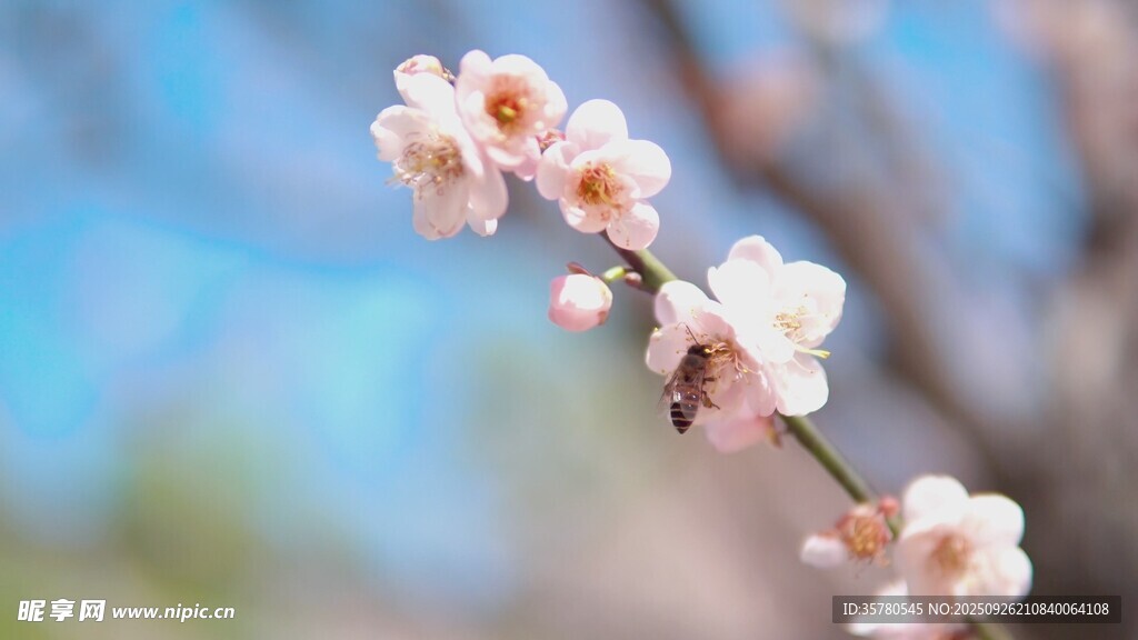 枝頭綻放的粉嫩桃花