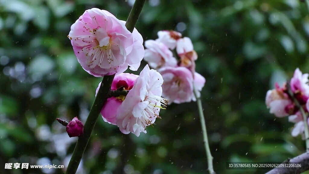 枝頭綻放的粉嫩桃花