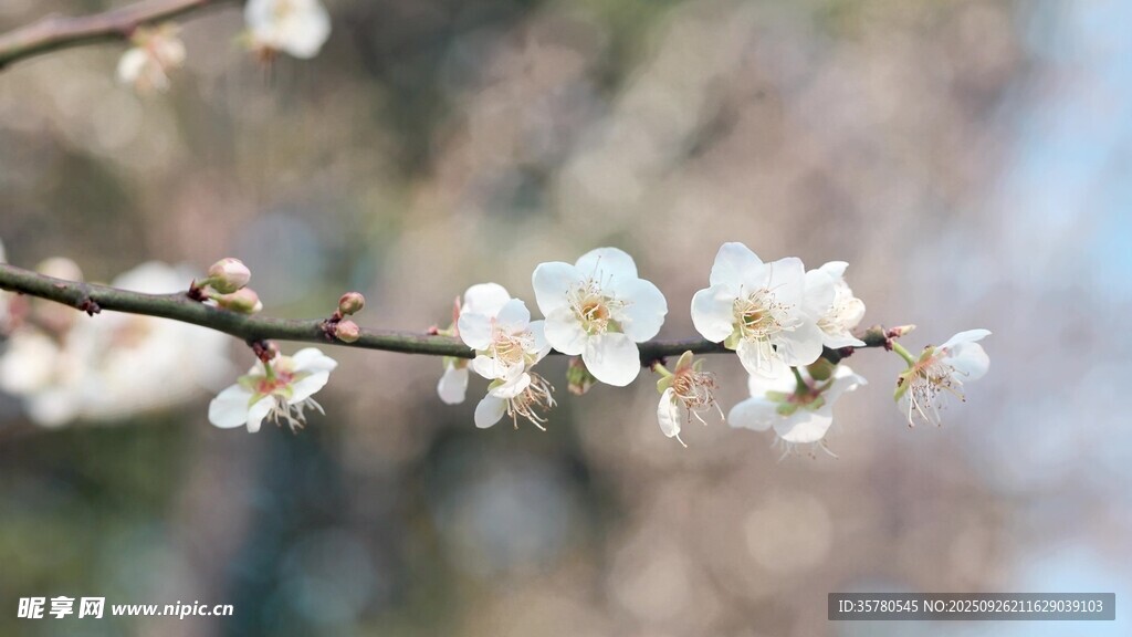 枝頭綻放的潔白花朵