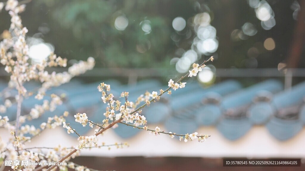 春日綻放的粉嫩花枝