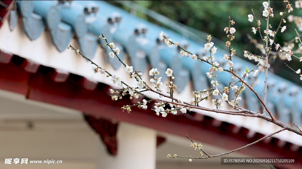 梅花高清視頻素材