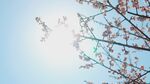 春日枝頭繁花映藍(lán)天
